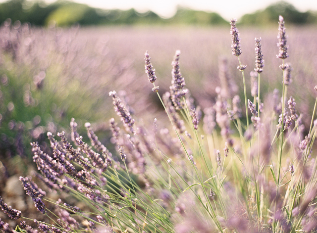 Emily and Thomas Provence France Engagement Session on Film by Kayla Barker 16